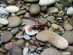 Nicrophorus defodiens