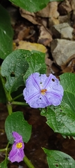 Lycianthes lycioides