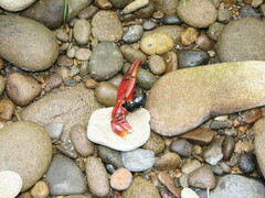 Nicrophorus defodiens