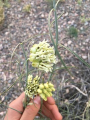 Asclepias subulata