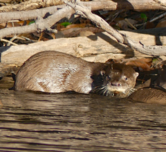 Lontra longicaudis