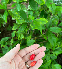 Synsepalum dulcificum