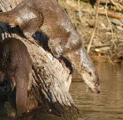Lontra longicaudis