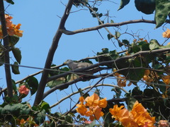 Columbina cruziana