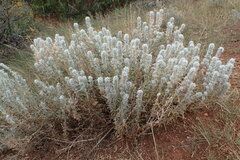 Krascheninnikovia lanata