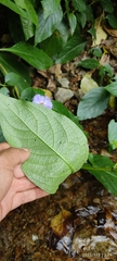 Lycianthes lycioides
