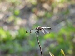 Dythemis fugax