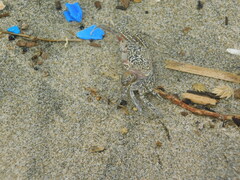 Ocypode gaudichaudii