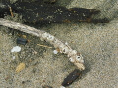 Balanomorpha