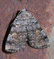 Idia americalis