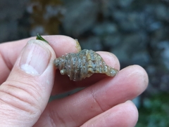 Muricidae