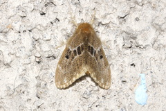 Euproctis asteroides