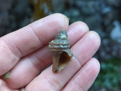 Muricidae