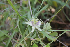 Passiflora bryonioides