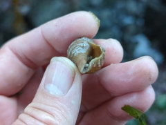 Muricidae