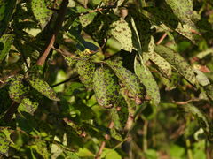 Pseudocercospora kaki