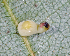 Caryomyia recurvata