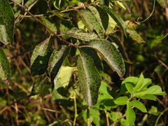 Pseudocercospora kaki