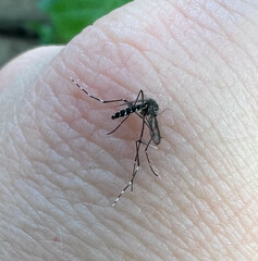Aedes albopictus
