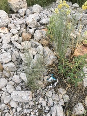 Asclepias subulata
