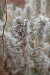 Krascheninnikovia lanata