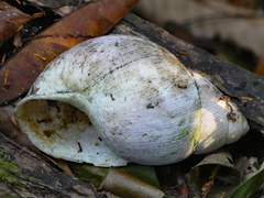 Megalobulimus
