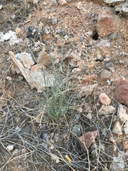 Asclepias subulata