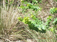 Lespedeza hirta