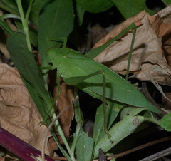 Tettigoniidae