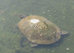 Pseudemys concinna concinna