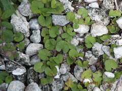 Dichondra carolinensis
