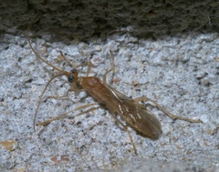 Braconidae