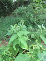 Silphium perfoliatum