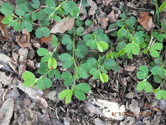 Chamaecrista rotundifolia