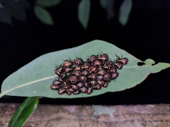 Pachycoris