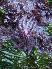 Pycnopodia helianthoides