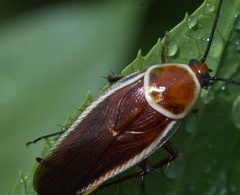 Pseudomops septentrionalis