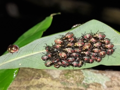 Pachycoris