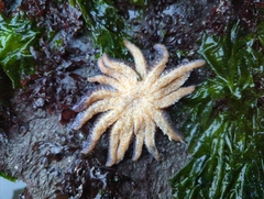 Pycnopodia helianthoides