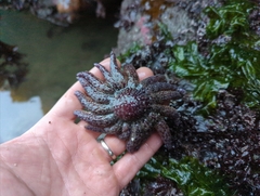 Pycnopodia helianthoides