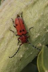 Tetraopes femoratus