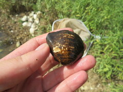 Truncilla truncata