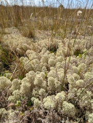Cladonia stellaris