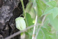 Passiflora bryonioides