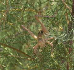 Pediodectes haldemanii