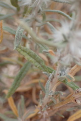 Krascheninnikovia lanata