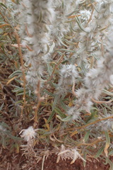 Krascheninnikovia lanata