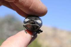 Sternocera orissa orissa