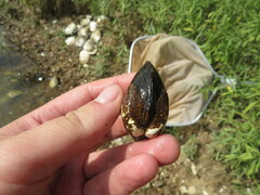 Truncilla truncata