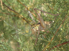 Pediodectes haldemanii